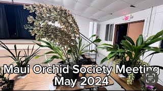 Maui Orchid Society May 2024 ‘Show and Tell’ [upl. by Maxama]