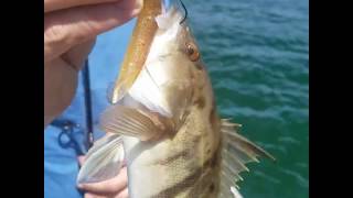 Fishing HOOKUP BAITS In Mission Bay San Diego CA 040617 [upl. by Derfnam]