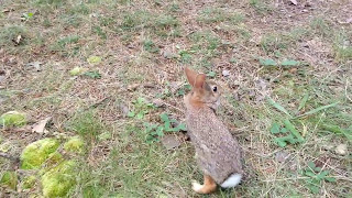 Releasing Wild Cottontail Bunnies Back To The Wild [upl. by Ynned]