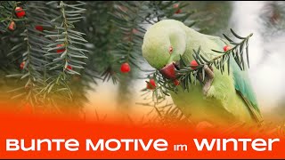 Bunte Motive im tristen Winter  Naturfotografie [upl. by Aketahs]