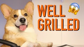 COOKIN WITH TALENT  Topi the Corgi [upl. by Oliviero205]