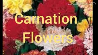 How to grow carnations flowers from seeds with update [upl. by Ariuqahs100]