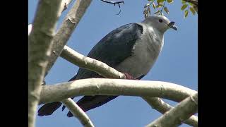 Ducula aurorae Polynesian Imperial Pigeon [upl. by Krasnoff127]