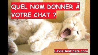 Quel nom choisir pour votre chat 🐱 Les noms de chats [upl. by Cavan]