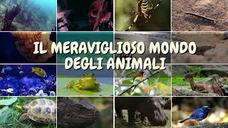 Il Regno degli animali [upl. by Llekcor]