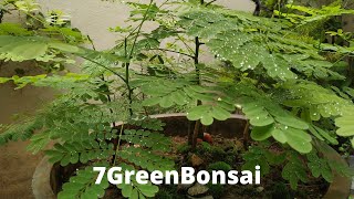 Bonsai Forest  Gulmohar Trees  part1  Delonix Regia  Flame Tree  Royal Poinciana [upl. by Gylys]