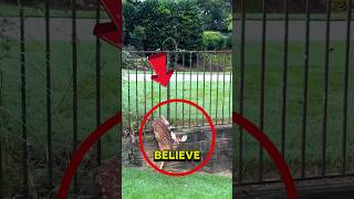 Poor Deer Stuck in the Fence 😱 animalrescue deer [upl. by Arised]