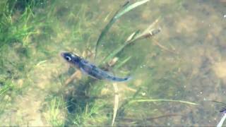 Threespined stickleback and fry Gasterosteus aculeatus [upl. by Lecroy]