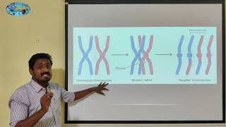 PACHYTENE PROPHASE 1  TAMIL  MEIOSIS  CELL CYCLE AND CELL DIVISION  STD 11 [upl. by Latsyrd]