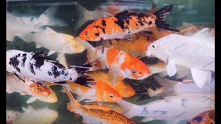 Pet Store Quick Visit  Koi Tiger Barb Arowana Oscar PKBM  Fish [upl. by Ekusoyr]