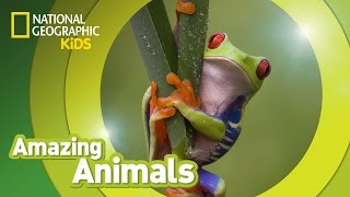 Redeyed Tree Frog 🐸  Amazing Animals [upl. by Anaeli]