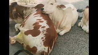 Cow is chewing now calf is sleeping now [upl. by Samohtnhoj]