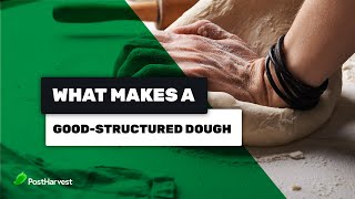 What Makes a GoodStructured Dough  The Science of Gluten [upl. by Beatrix895]