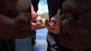 Yabbies are on🦞🦞🦞fishing outdoors life youtubeshorts [upl. by Reifnnej]