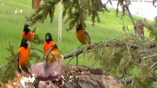 Baltimore Oriole Gathering [upl. by Nosecyrb]