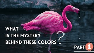 Flamingos Amazing Color Change  Animal Facts [upl. by Matthews]