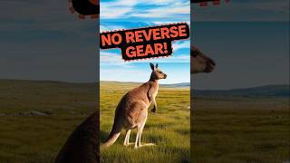 Why KANGAROOS Cant Hop Backwards facts animalfacts didyouknow shorts animals wildlife [upl. by Llerrehs]