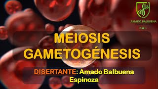 MEIOSIS I  MEIOSIS II  GAMETOGENESIS  ESPERMATOGÉNESIS  OVOGÉNESIS [upl. by Feune]