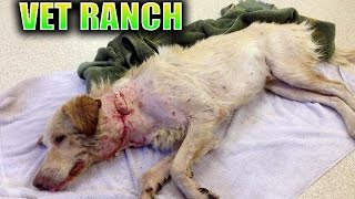 Dog Saved 1 HOUR before being Euthanized GRAPHIC [upl. by Lewej17]