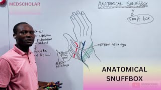 ANATOMICAL SNUFFBOX EVERYTHING YOU NEED TO KNOW  LOCATION BOUNDARIES CONTENTS ROOF amp FLOOR [upl. by Johnston651]