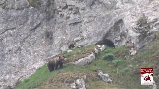 Osas con crías primavera de 2016  Female bears with cubs in spring 2016 [upl. by Adnilab612]