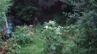 Foxes in my garden with Steve Allen amp Allan Dodgeon [upl. by Arleta]