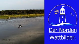 🔵 Wattbilder aus Cuxhaven [upl. by Alikahs351]