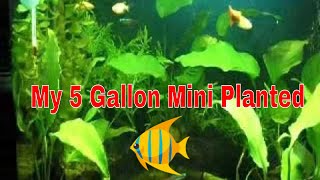 5 Gallon Mini Planted Aquarium Tank [upl. by Oinimreh]