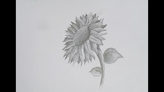 How to draw a realistic sunflower with easy shading [upl. by Terrab]