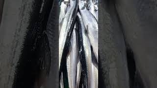 NEEDLEFISH OR BALOviralshortvideo [upl. by Bertsche]