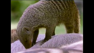 A Free Lunch for Banded Mongooses  Bands on the Run  BBC Earth [upl. by Amias]