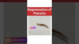 regeneration of planaria real life  how do organisms reproduce class 10 biology learn class10 [upl. by Elleuqram773]