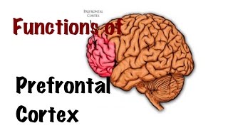 Medical Video Lecture PHYSIOLOGY Functions of Prefrontal Cortex [upl. by Lynnette]