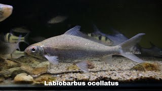 Labiobarbus ocellatus  Ocellated Banded BarbIkan Lambak Malaysia [upl. by Durr]