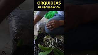 Orquídeas tips de propagación orquideas flores cultivodeorquideas [upl. by O'Connor]