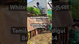 First quality plant tamilplants nurserynurserygarden [upl. by Achilles]