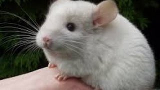 Chinchilla funny videos Chinchilla playing Animals for kids [upl. by Elena]