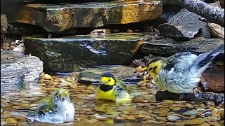 Fall Warbler Migration Arrivals Aug 24 Blackburnian Chestnutsided and Hooded [upl. by Rehpretsirhc330]