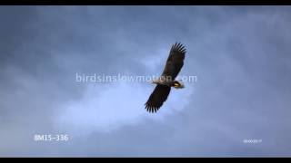 White Tailed Sea Eagle Slow Motion Flying shot with Phantom HD Gold [upl. by Basil]