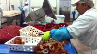 Des travailleurs dans une usine de transformation de homard [upl. by Eugirne]