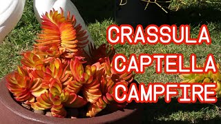 Crassula Capitella Campfire fogueira replante e cuidados  Jardim da Gabi [upl. by Adnesor]