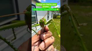 Hopper The Villain From “ A bugs life movie “ 🤣 grasshopper bug shorts insects [upl. by Hairabez72]