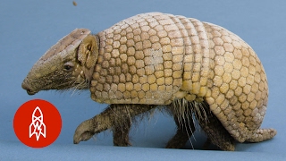 Full Body Armor Cant Protect this Armadillo from Humans [upl. by Jemmie]