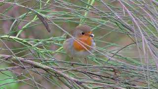 Roodborst roept  oostelijk van Visvijvers Bergeijk 10112024 [upl. by Marie-Jeanne]