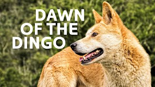 Dingoes The Fierce Underdogs Of The Australian Wild [upl. by Malachy]