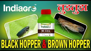 Indiagro quot MI Citra quot  Black Hopper amp Brown Hopper तुडतुडा यावर उत्तम रिझल्ट  Product Training [upl. by Idden]