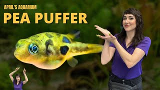 Species Spotlight Pea Puffer [upl. by Bloch]