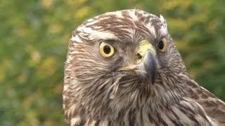 Goshawks on pheasants and rabbits [upl. by Vallo7]