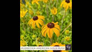 Rudbeckia American Gold Rush pp28498 [upl. by Ekram]