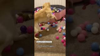 Jumping Jelly Bean goldenpupppy puppy goldenpup yourdog doglife yourpet pets dog cutedog [upl. by Labina]